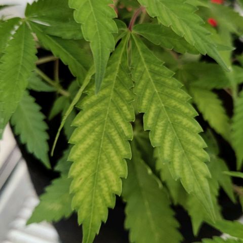 Quick One growlog timeline photo