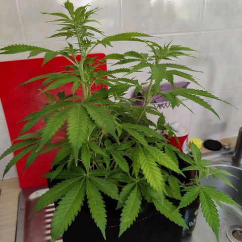Quick One growlog timeline photo