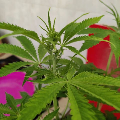 Quick One growlog timeline photo