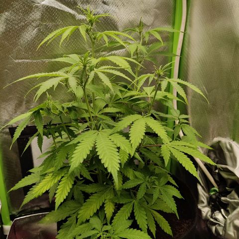 Quick One growlog timeline photo