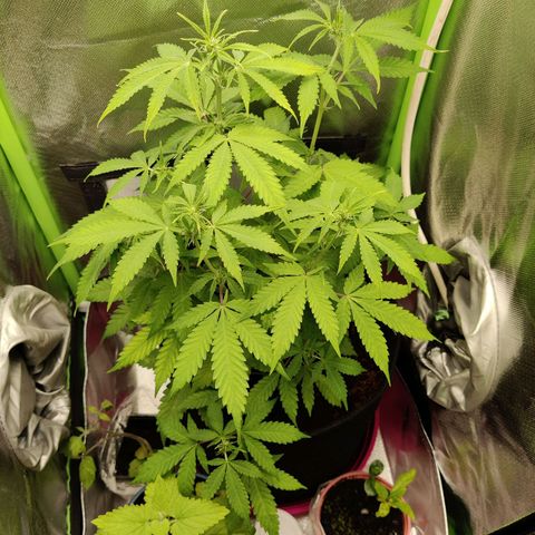 Quick One growlog timeline photo