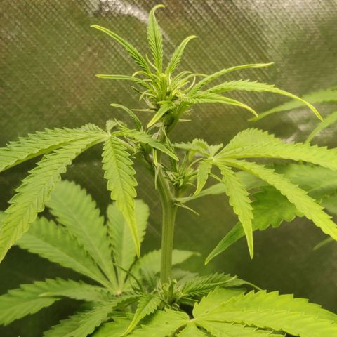 Quick One growlog timeline photo