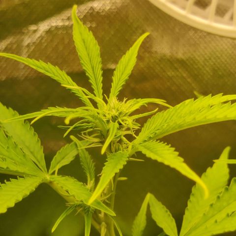 Quick One growlog timeline photo