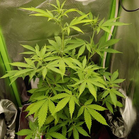 Quick One growlog timeline photo