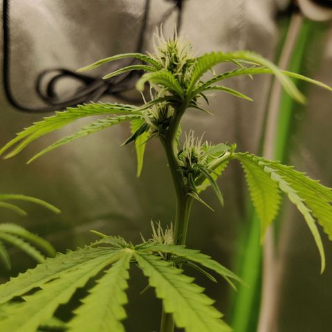 Quick One growlog timeline photo