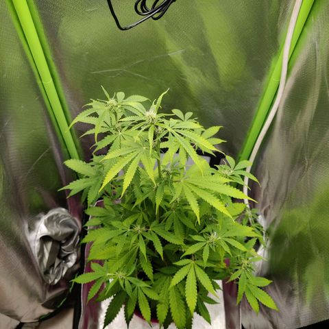 Quick One growlog timeline photo