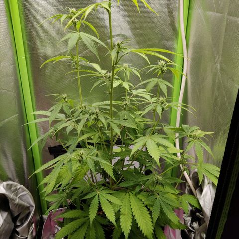 Quick One growlog timeline photo