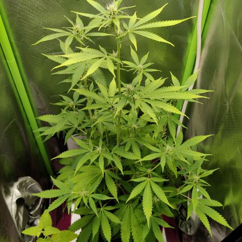 Quick One growlog timeline photo