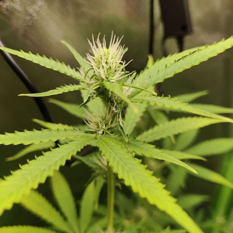 Quick One growlog timeline photo