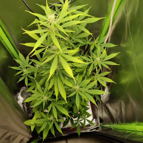 Quick One growlog timeline photo