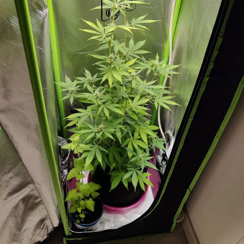 Quick One growlog timeline photo