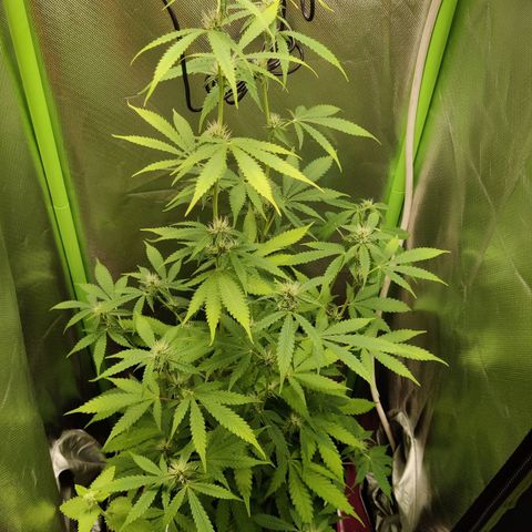 Quick One growlog timeline photo