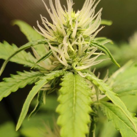 Quick One growlog timeline photo