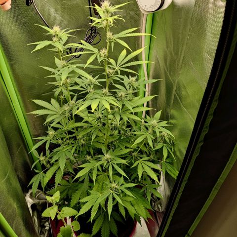 Quick One growlog timeline photo
