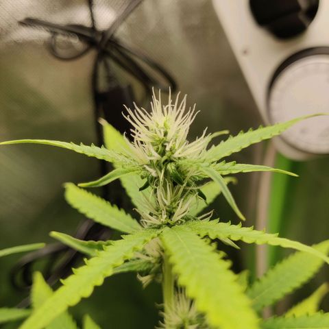 Quick One growlog timeline photo