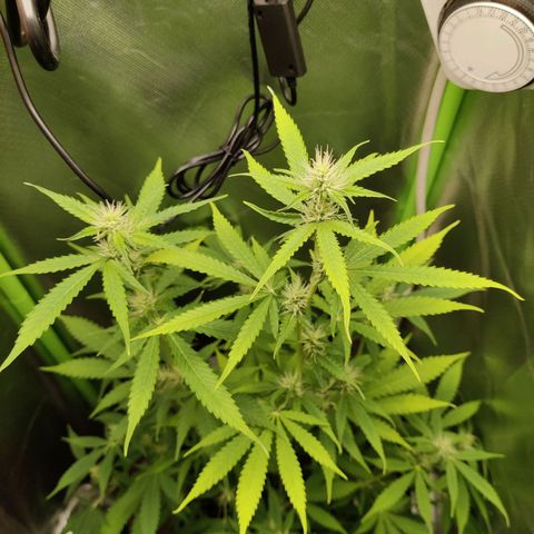 Quick One growlog timeline photo