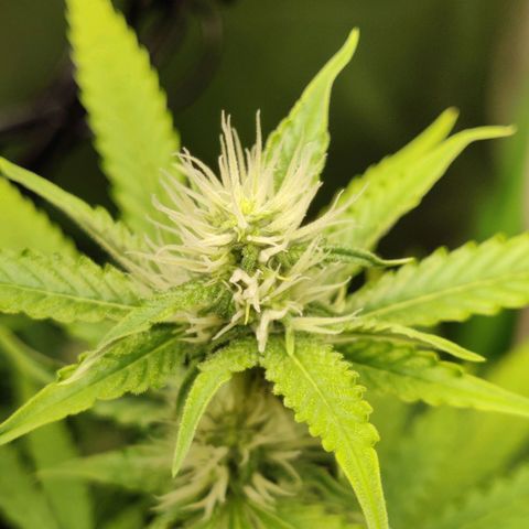 Quick One growlog timeline photo