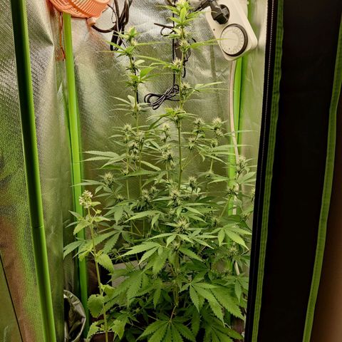 Quick One growlog timeline photo