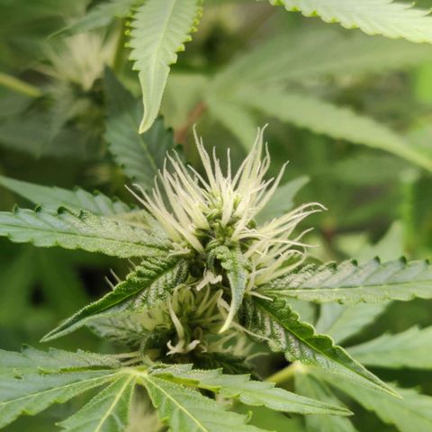 Quick One growlog timeline photo