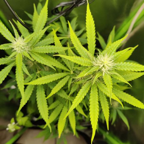 Quick One growlog timeline photo