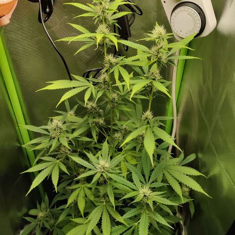 Quick One growlog timeline photo