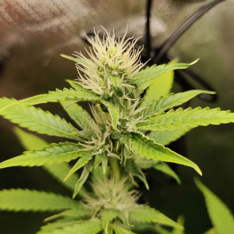 Quick One growlog timeline photo