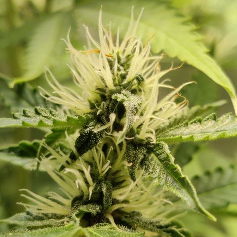 Quick One growlog timeline photo