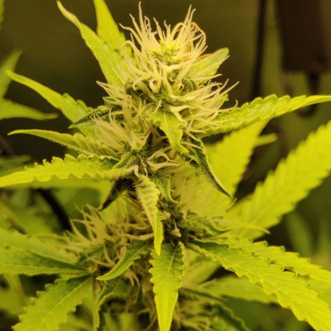 Quick One growlog timeline photo