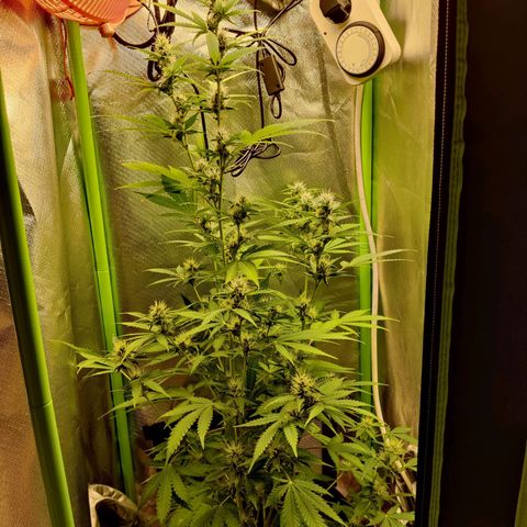 Quick One growlog timeline photo