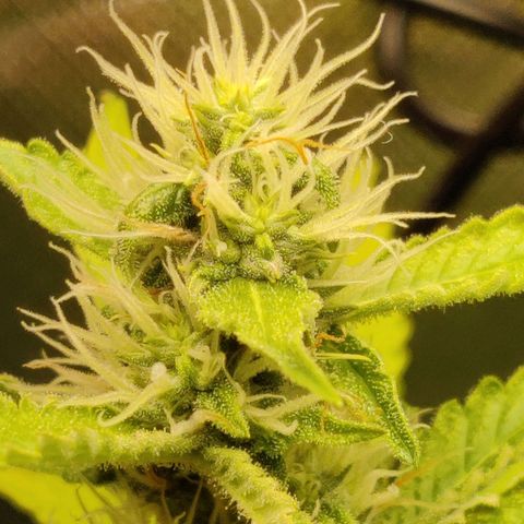 Quick One growlog timeline photo