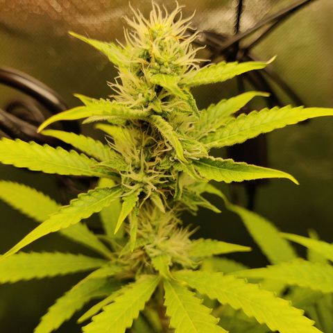 Quick One growlog timeline photo