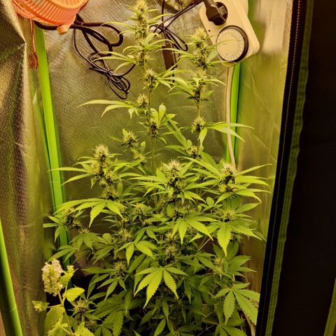 Quick One growlog timeline photo