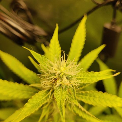 Quick One growlog timeline photo