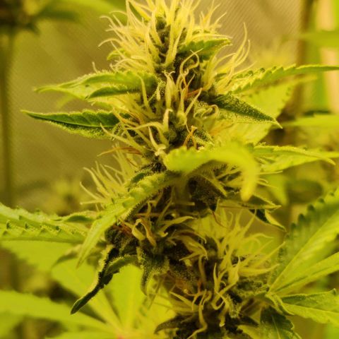Quick One growlog timeline photo