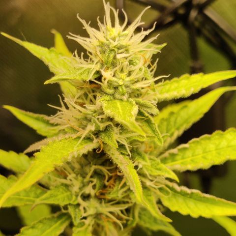 Quick One growlog timeline photo