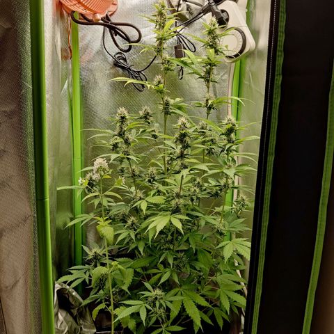 Quick One growlog timeline photo