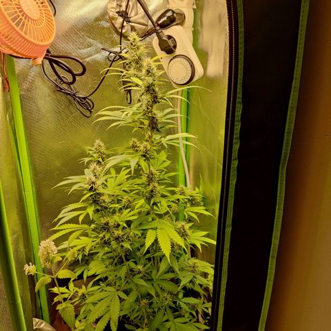 Quick One growlog timeline photo