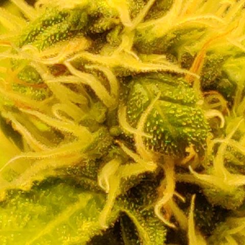 Quick One growlog timeline photo