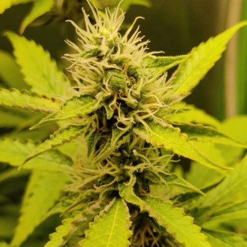 Quick One growlog timeline photo