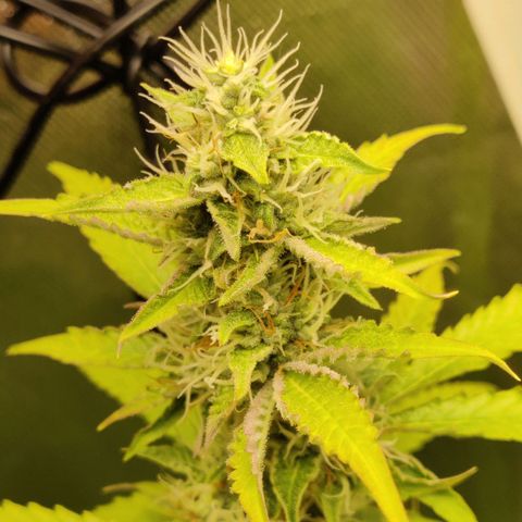 Quick One growlog timeline photo
