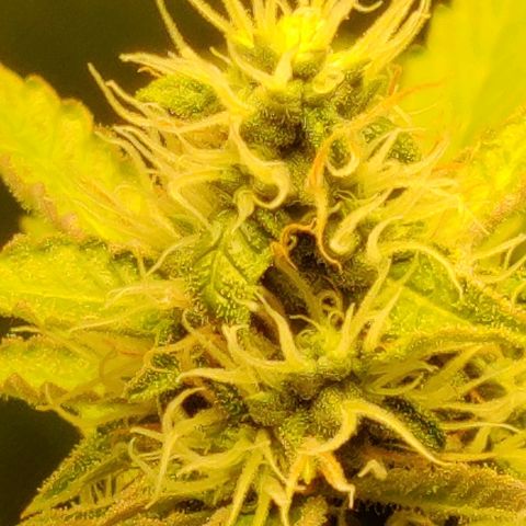 Quick One growlog timeline photo
