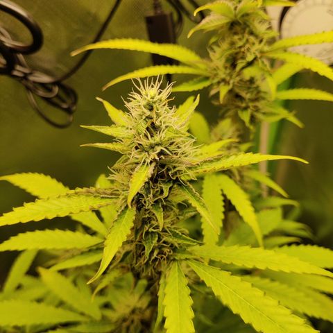 Quick One growlog timeline photo