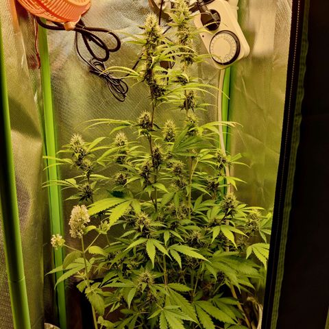 Quick One growlog timeline photo