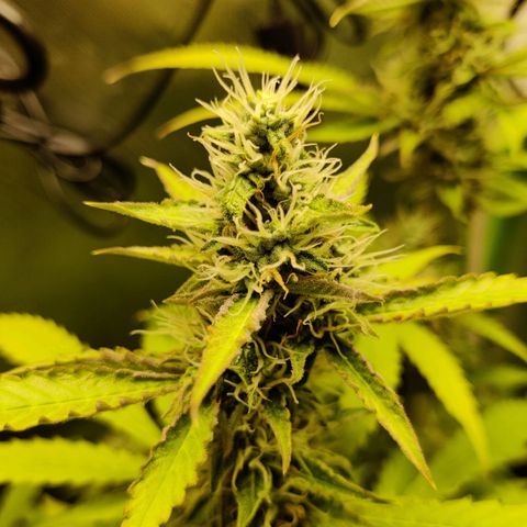 Quick One growlog timeline photo