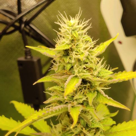 Quick One growlog timeline photo