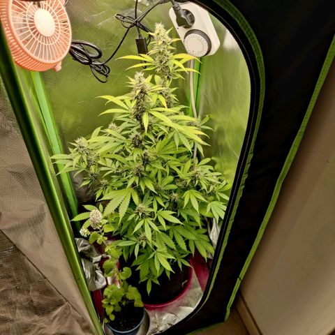 Quick One growlog timeline photo