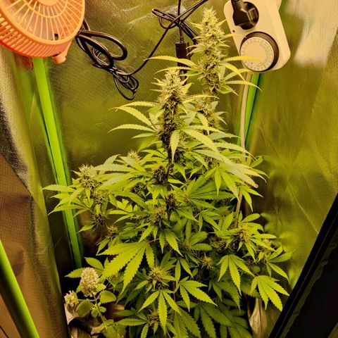 Quick One growlog timeline photo