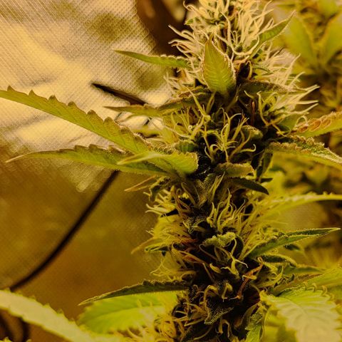 Quick One growlog timeline photo