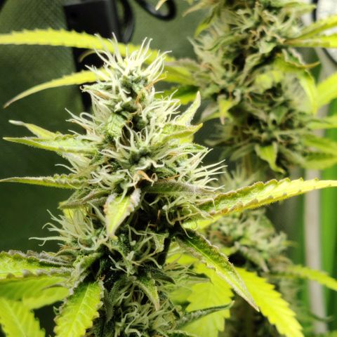 Quick One growlog timeline photo