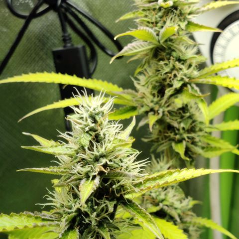 Quick One growlog timeline photo